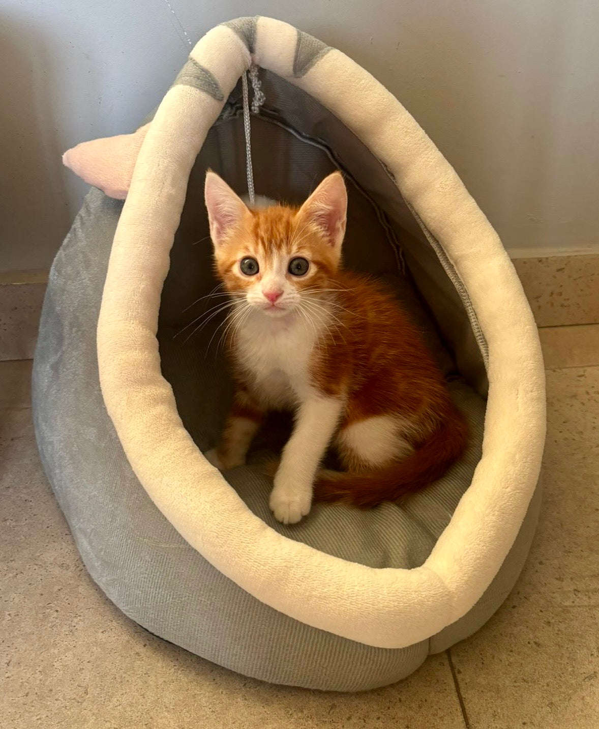 Calming Cat Cave Bed – Winter Cosy Hideaway 😻❄️